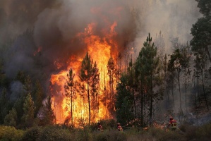 Природоохранная прокуратура разъясняет правила нахождения в лесу и ответственность за нарушение правил пожарной безопасности